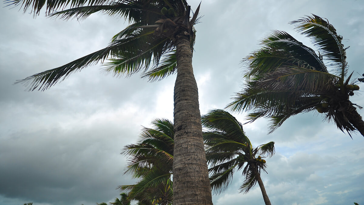 palms blown by hurricanes