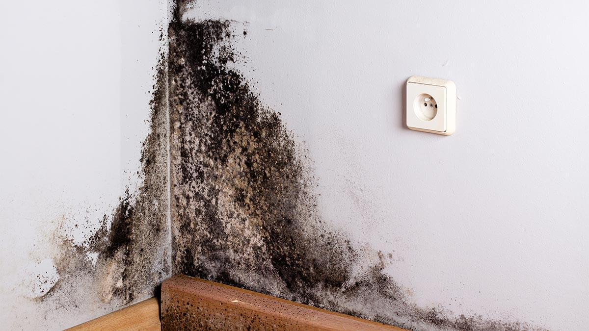 Selling a home with black mold